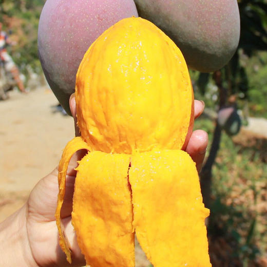 助农四川攀枝花吉禄彩虹芒2斤装现摘芒果果香浓郁软糯细腻