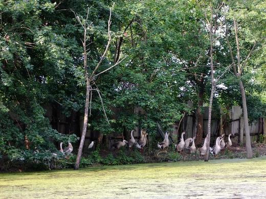 花间村生态鹅 全净膛 （半只3斤左右） 商品图4