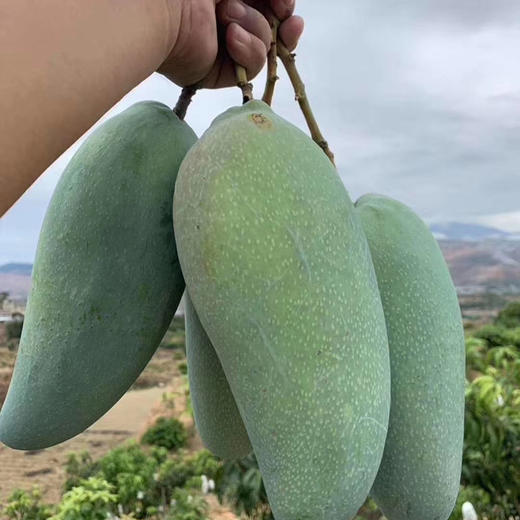 攀枝花大金煌芒果果实硕大细腻多汁无纤维