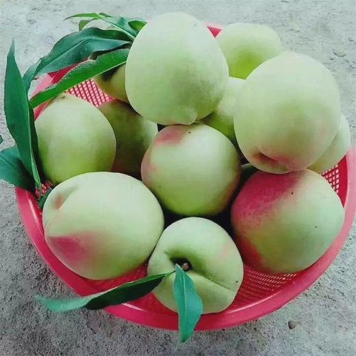 【仅一期】河源|连平鹰嘴桃,绝美越王山 两天