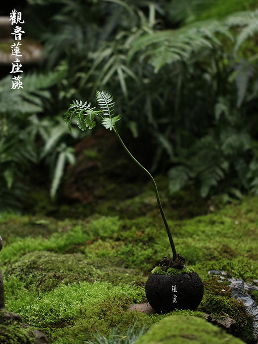 植觉 观音莲座蕨
