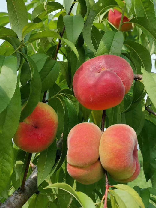 蟠桃，香甜多汁 商品图0