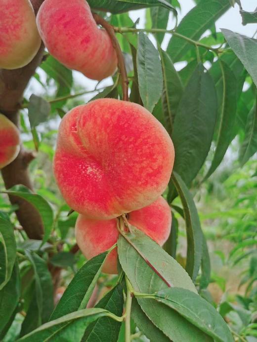 平谷大红蟠桃每箱24个每颗大概3两多两箱包邮仅限京津冀地区