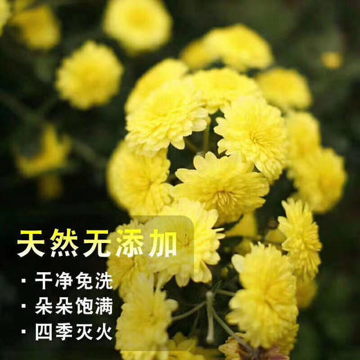 怀菊花茶丨药用菊花 家庭必备花草茶，45克/罐 商品图2