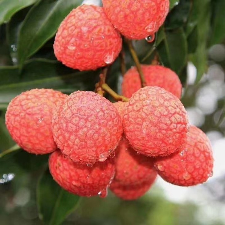 老树青蜜荔枝 5斤装(京东快递)