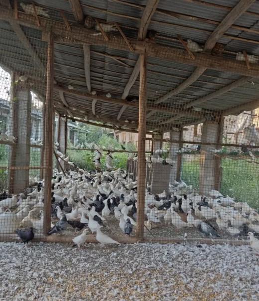 周三取货：【鸽子蛋】1盒10枚，多种维生素！高蛋白低脂肪的珍品食物哦！ 商品图8