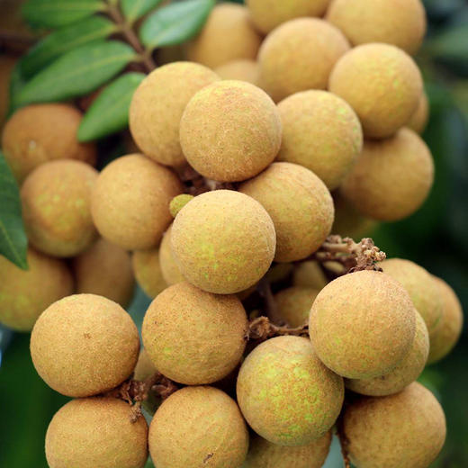 漳州老树龙眼 4斤装