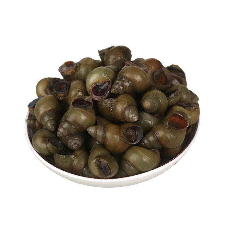 鲜活剪尾田螺5斤装 专供夜宵店 七星椒店(送货上门)