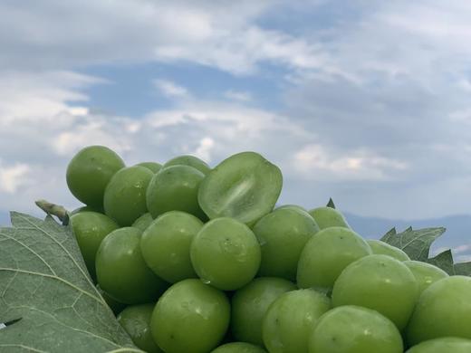 【品质精选】精品阳光玫瑰香印晴王3斤装大凉山果园 商品图2