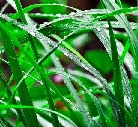 丨生态丨天然草本香茅草驱虫喷雾 防蚊液 天然植物材料 徐小鱼 商品图4