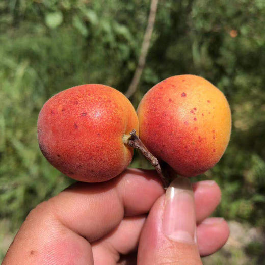 新疆小金杏特级果来自新疆唯一的政府示范园比别处晚成熟半个月尝过才