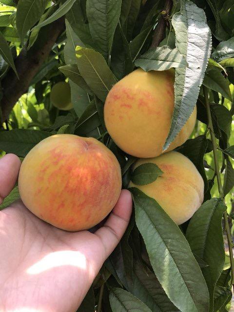 砀山83黄桃精品果 5斤8-12个大果