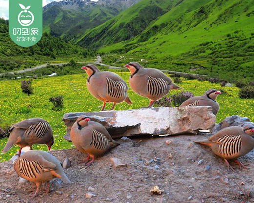 【叼禽】桐子园高山散养老鹧鸪/1只（320-360g）赠虎尾轮30g生产日期：12月21日 商品图4