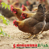 【珠三角包邮】正宗清远鸡2.1-2.5斤/只（2月20日到货） 商品缩略图2