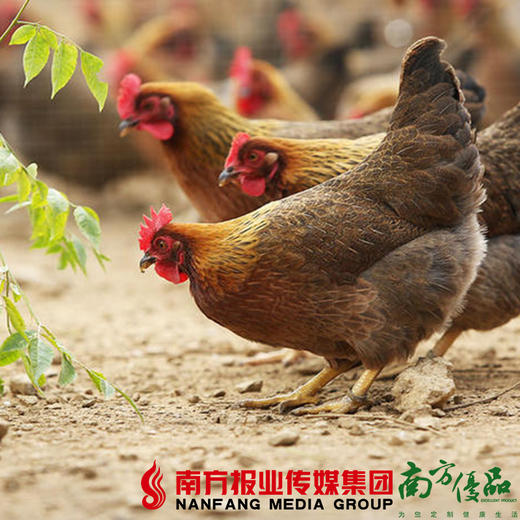 【珠三角包邮】正宗清远鸡2.1-2.5斤/只（2月20日到货） 商品图2
