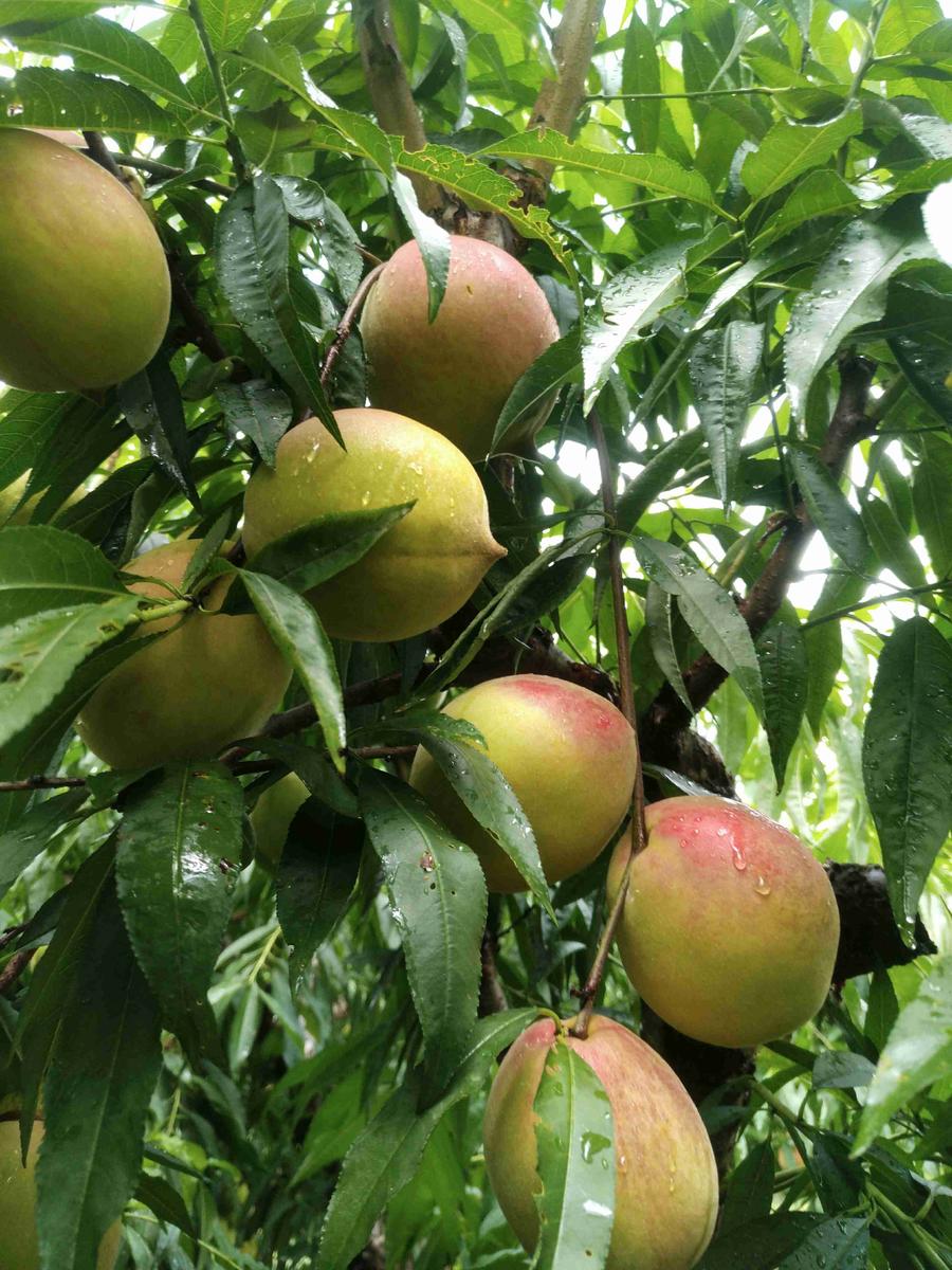 《限時特惠》正宗農家連平鷹嘴蜜桃 大桃 紅桃 一箱 廣東省內包郵