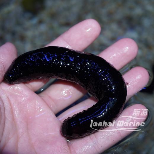翻砂黑海参 商品图2