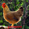 【珠三角包邮】正宗清远鸡2.1-2.5斤/只（2月20日到货） 商品缩略图0