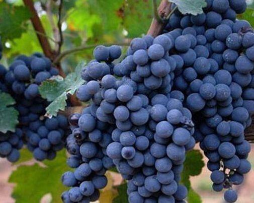蓝莓葡萄1串400500克左右