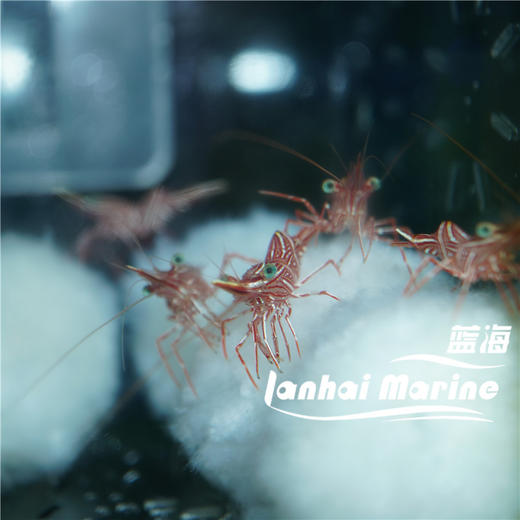 机械虾 商品图7