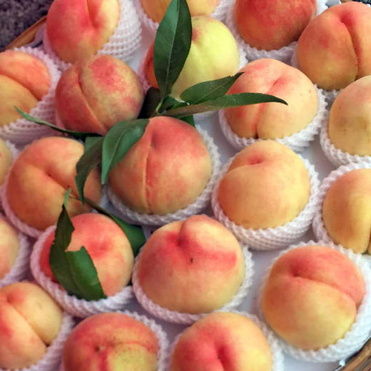 正宗凤桥水蜜桃湖景12个装可自提快递