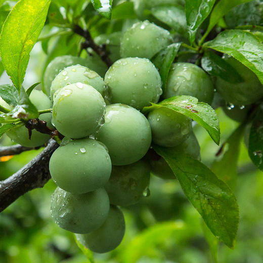 贵州沿河空心脱骨李青李子含包装约5斤水果新鲜现摘助力扶贫包邮
