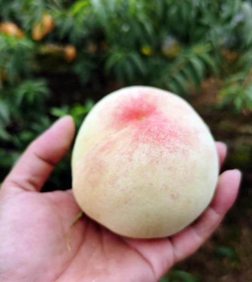 正宗凤桥水蜜桃湖景12个装可自提快递