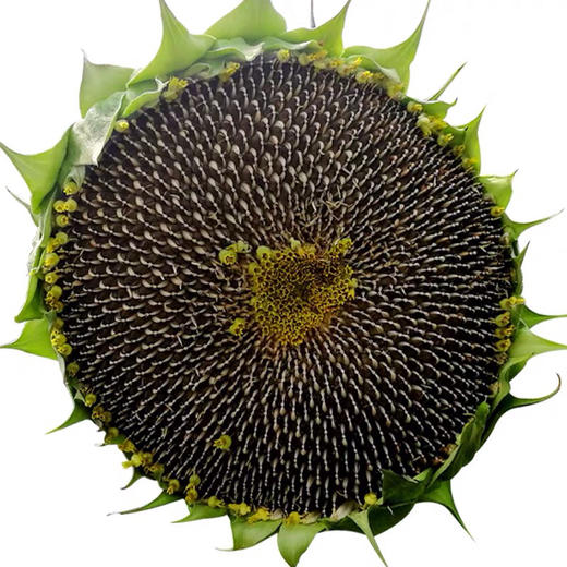 新鲜葵花瓜子盘1个800g起