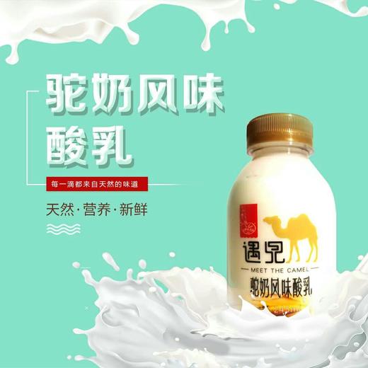 【遇见】驼奶风味酸乳245ml/瓶*15瓶 商品图1