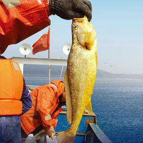 港岛姑娘 深海黄花鱼黄瓜鱼味美鲜甜鱼肉弹嫩 450g/盒 2条装活冻