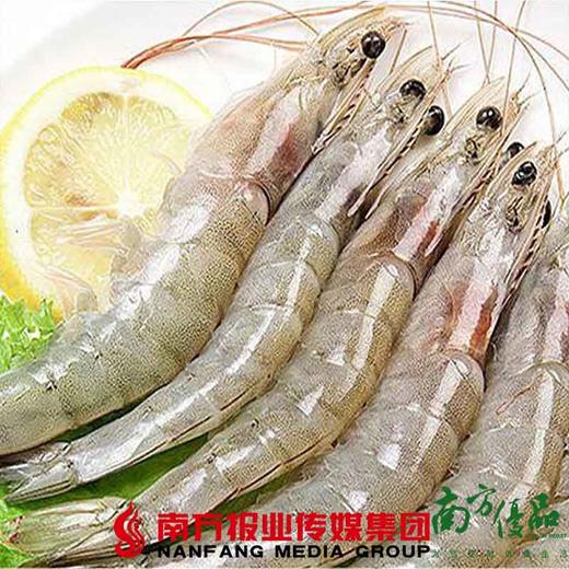 【广东省包邮】公港白对虾28-32头/斤  （48小时之内发货） 商品图0