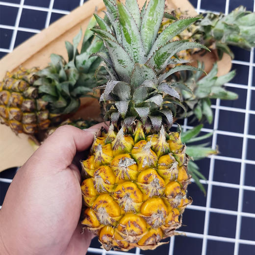 去皮泰国香水小菠萝顺丰空运甜度超高新鲜真空现发菠萝2斤3斤凤梨新鲜