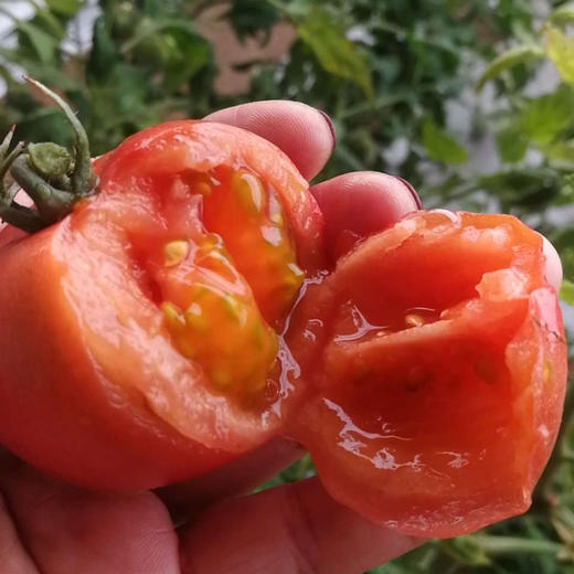 杞冠臻选炫彩丽妃蜜手提礼盒番茄35斤箱顺丰直达全国可发货