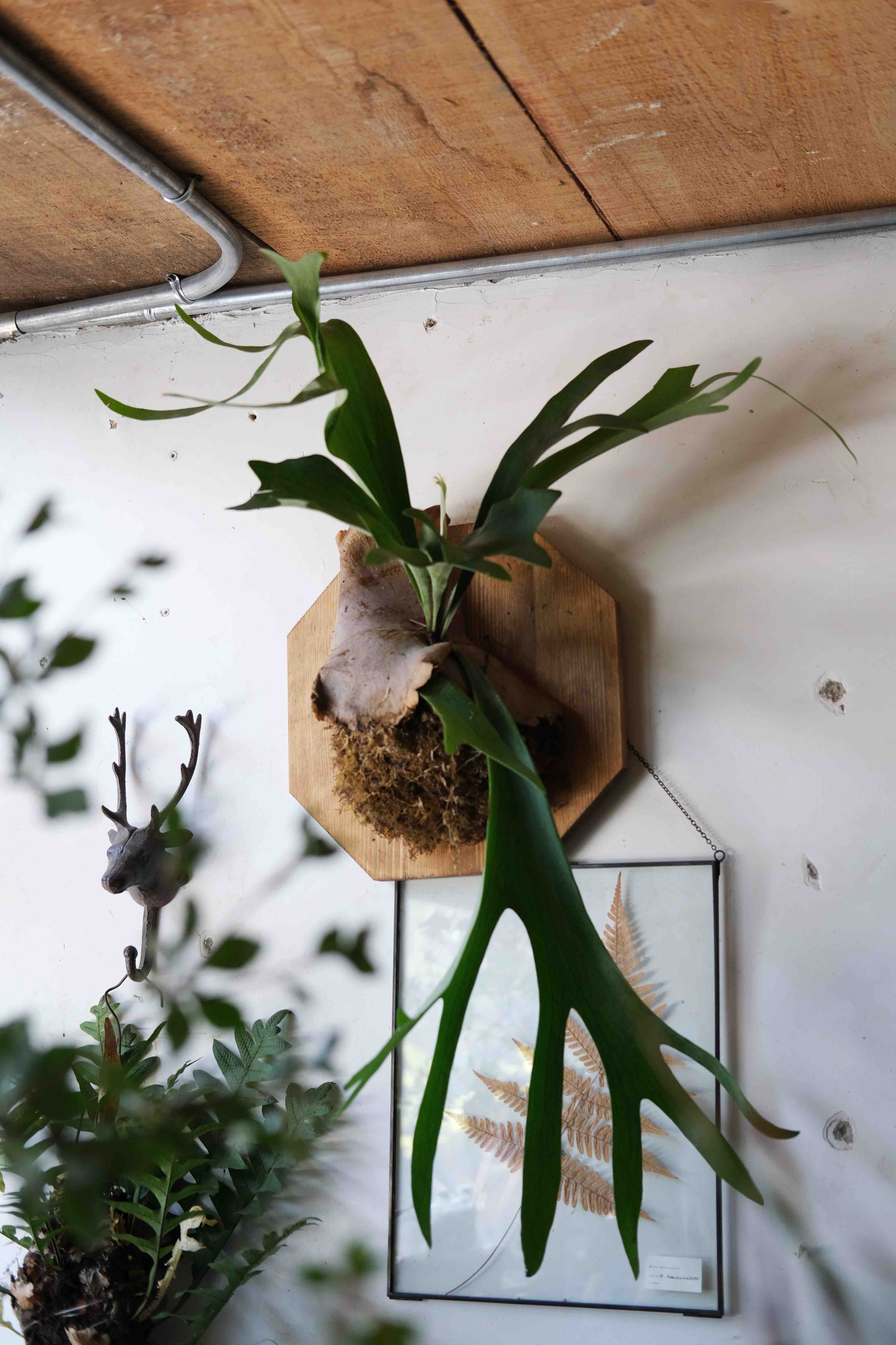 二歧鹿角蕨 / platycerium bifurcatum