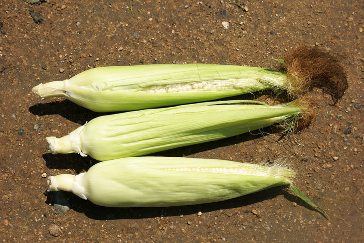 玉米粒的胚尖不要浪费