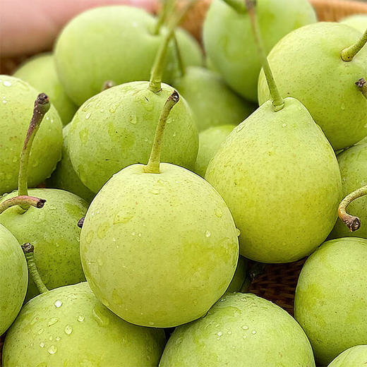 【四川攀枝花 迷梨】净重约4.8斤，14枚-18枚 商品图2