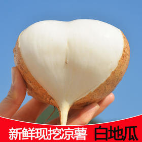 广西凉薯现挖新鲜蔬菜水果农家自种白地瓜豆薯番薯2/5/9斤包邮