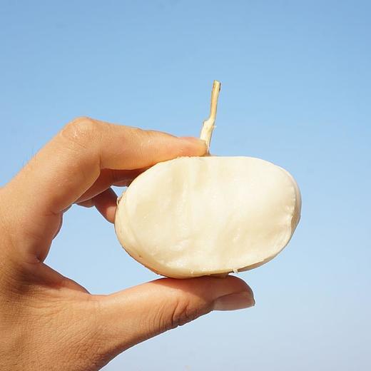 广西凉薯现挖新鲜蔬菜水果农家自种白地瓜豆薯番薯2/5/9斤包邮 商品图5