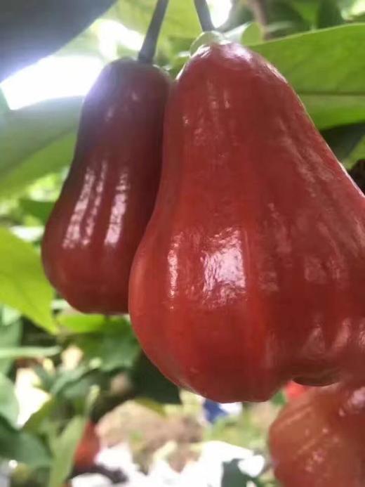 【大口黑标水果】海南农场 黑金刚莲雾 爽快脆甜 商品图1