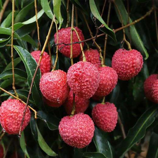 蜜丁香荔枝王 核小肉厚 晶莹剔透 香气扑鼻