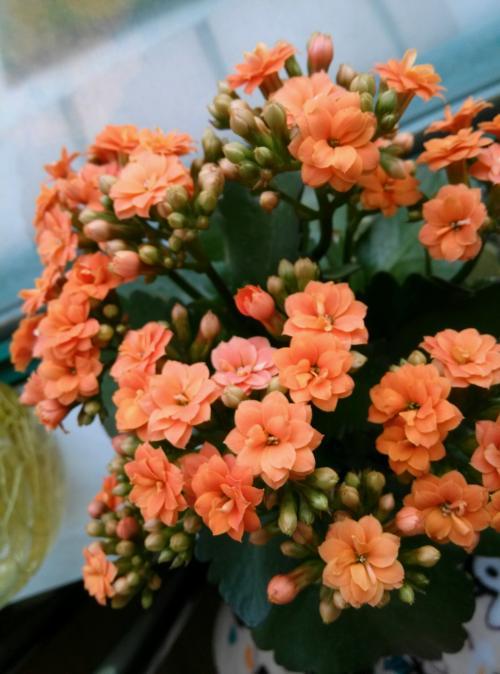 西部牧业纯牛奶年卡 商品图0