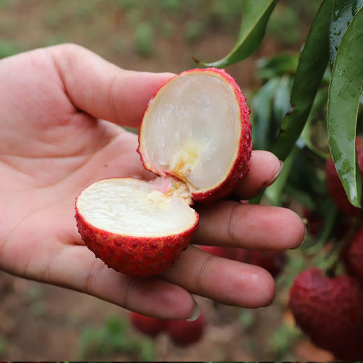 蜜丁香荔枝王 核小肉厚 晶莹剔透 香气扑鼻