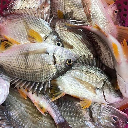 黄翅鱼也叫黄鳍鲷 肉质鲜嫩 营养丰富 有 海底鸡项 之称 好摄影商城210223