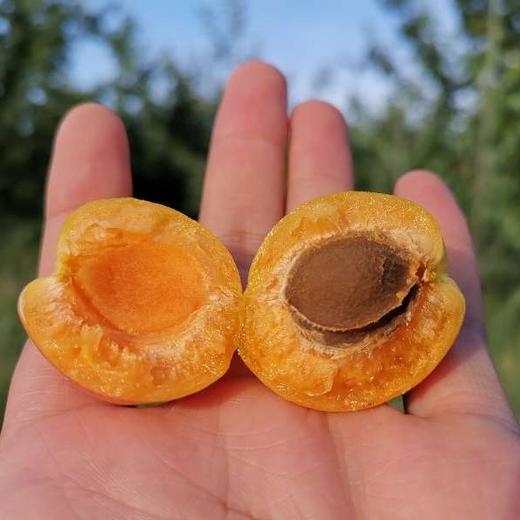 甜过初恋新疆小红杏新疆阿克苏直发挂在树上的红蜂蜜阳光小杏净重35斤