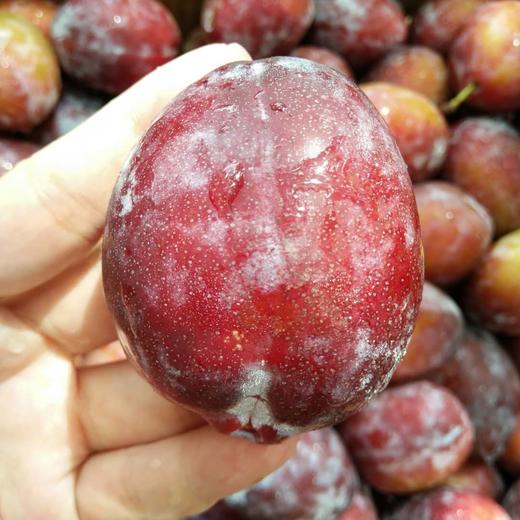 美国大西梅西梅像一位高贵的女神紫衣薄纱清香袭人关键是人家明明靠