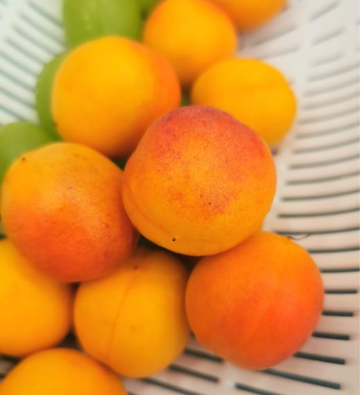 甜过初恋新疆小红杏新疆阿克苏直发挂在树上的红蜂蜜阳光小杏净重35斤