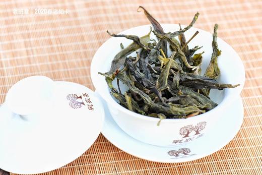 彩农茶｜老班章2020头春古树金玉天 商品图4