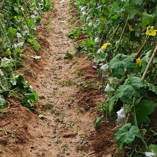 丝瓜水500毫升 商品图9