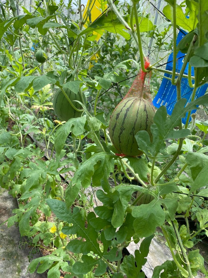 猪小惠绿色无公害拿比特西瓜