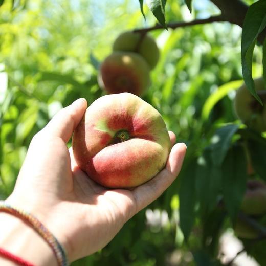 新疆石河子蟠桃 3.5斤装 （挑软的先吃）  顺丰空运 商品图10